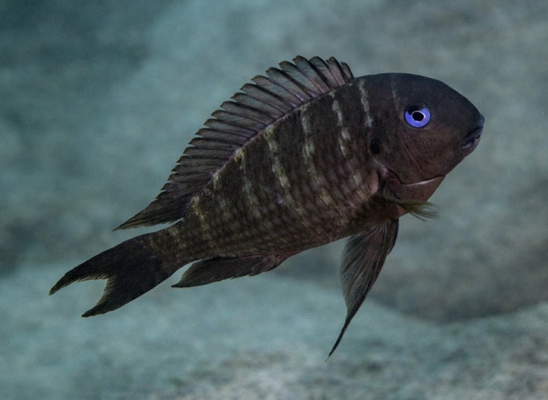 Tropheus polli 'Sibwesa'